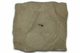 Detailed Fossil Ant - Green River Formation #356661-1